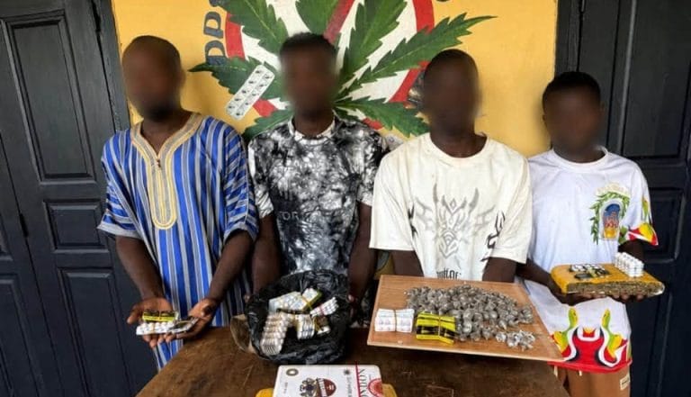 Korhogo : Quatre présumés trafiquants de drogue interpellés, cannabis et Tramadol saisis